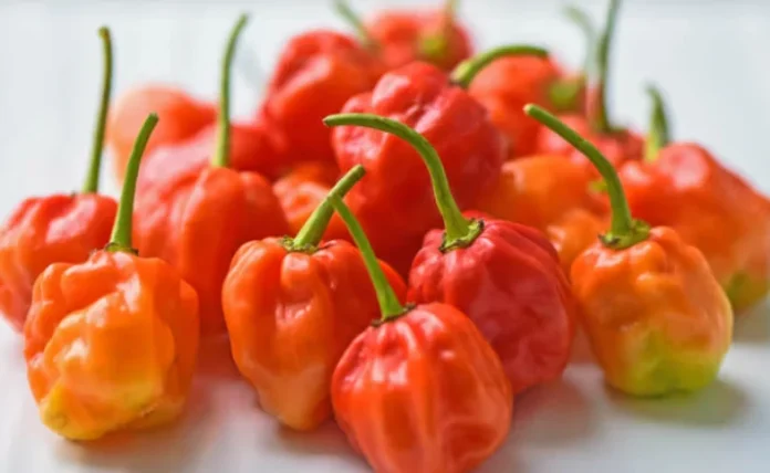 Scotch-Bonnet-Peppers